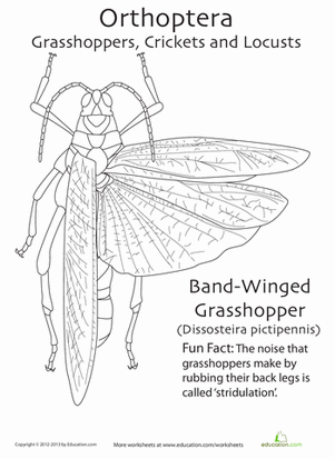 Orthoptera