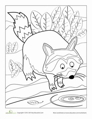 Raccoon Coloring Page