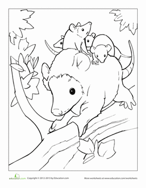 Opossum Coloring Page