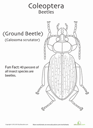 Coleoptera Coloring Page