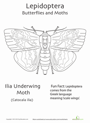 Lepidoptera Coloring Page