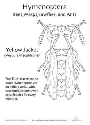 Hymenoptera Coloring Page