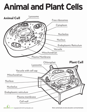 Animal and Plant Cells