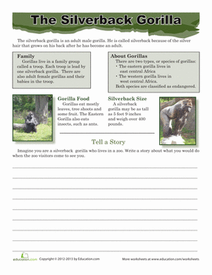 Silverback Gorilla Facts