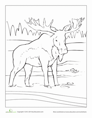 Moose Coloring Page