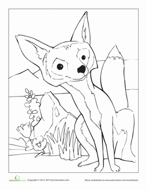 Kit Fox Coloring Page