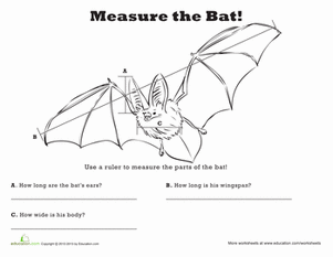 Measure Length: Bat!