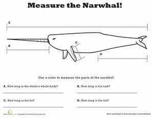 Measure Length: Narwhal!