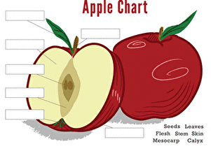 Parts of an Apple