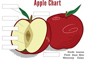 苹果的零件