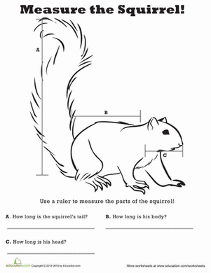 Measure Length: Squirrel!