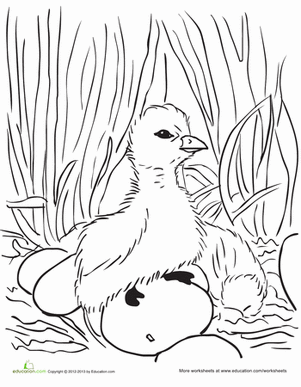 Duckling Coloring Page