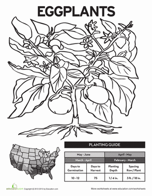 种植茄子!