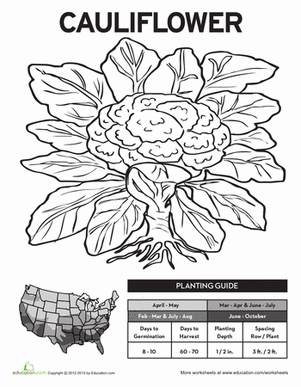 Planting Cauliflower!