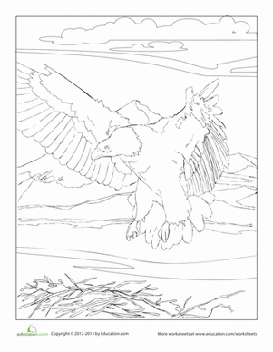 Animals of the Pacific Northwest: Bald Eagle