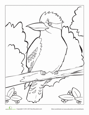 Kookaburra Coloring Page