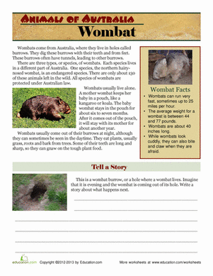 Wombat