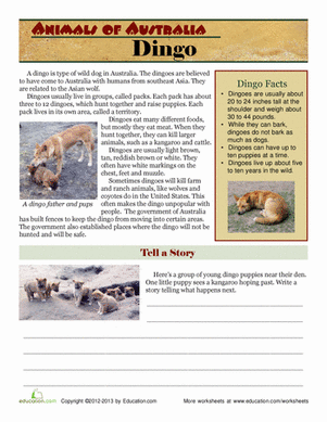 Animals of Australia: Dingo