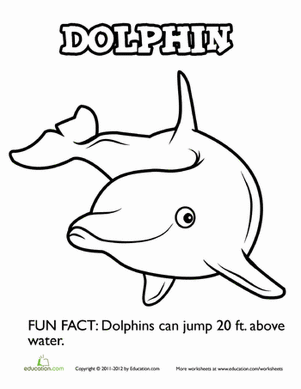 Delightful Dolphin