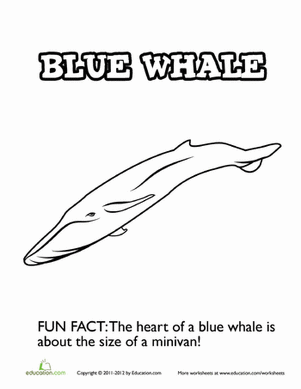 Blissful Blue Whale