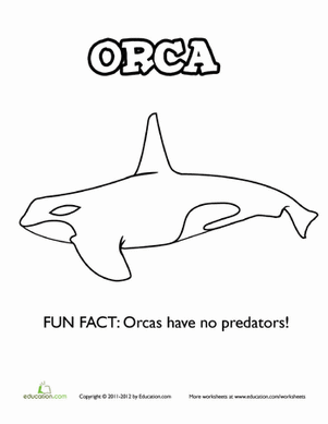 Oceanic Orca