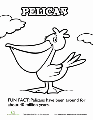 Playful Pelican