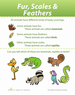 Animal Coverings