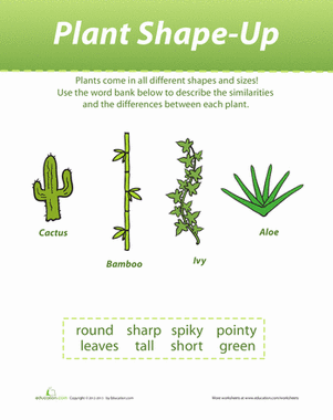 Plant Shapes