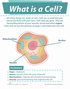 What is a Cell?