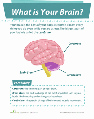 Your Brain