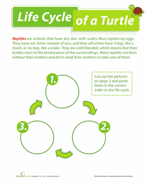 Life Cycle of a Turtle