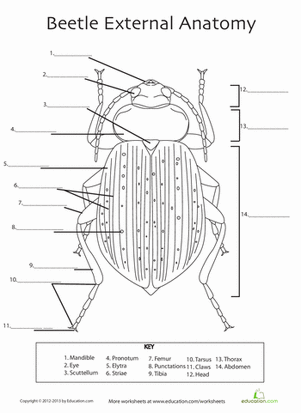Beetle Anatomy