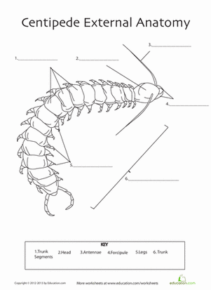 Centipede Anatomy