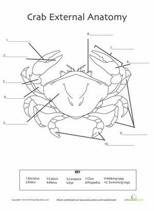 Crab Anatomy