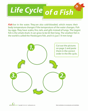 Life Cycle of a Fish