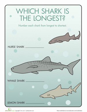 Shark Lengths