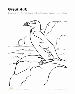 Great Auk