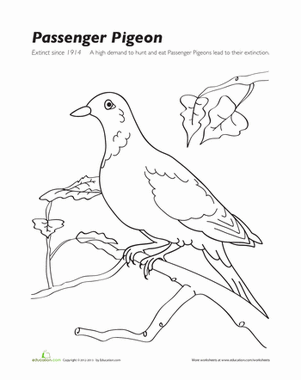Passenger Pigeon