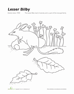 Lesser Bilby