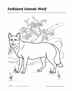 Falkland Islands Wolf