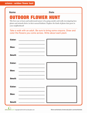 Hunt for Flowers