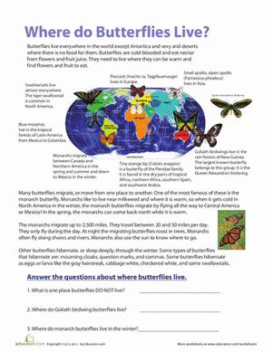 Where Do Butterflies Live?