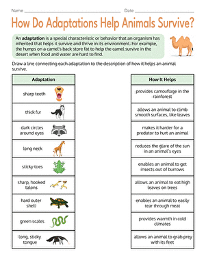 How Do Adaptations Help Animals Survive?