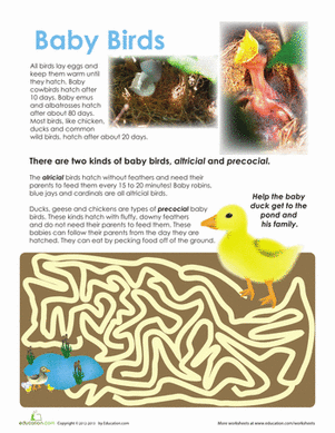 Baby Birds