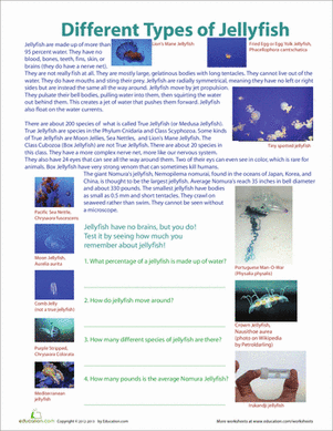 Different Types of Jellyfish