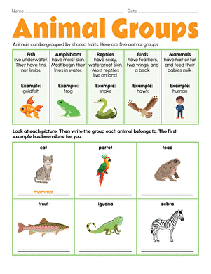 Animal Groups