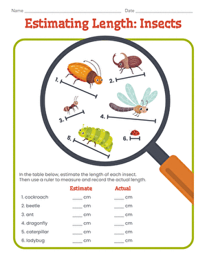 Estimating Length: Insects