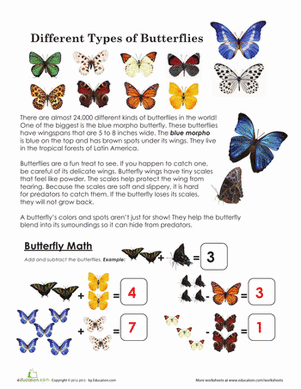 Different Types of Butterflies