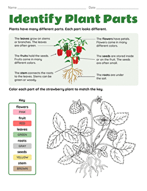 Identify Plant Parts