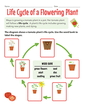 Life Cycle of a Flowering Plant
